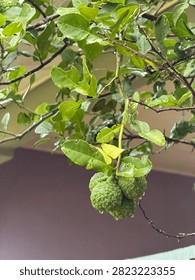 This image shows a close-up, low-angle shot of a kaffir lime tree (Citrus hystrix) laden with green fruit and vibrant foliage, taken after rain.