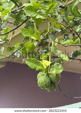This image shows a close-up, low-angle shot of a kaffir lime tree (Citrus hystrix) laden with green fruit and vibrant foliage, taken after rain.