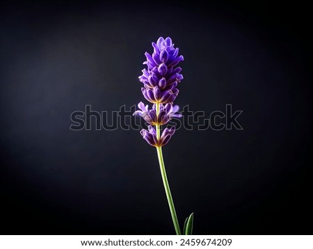This image shows a close-up of a single lavender flower in full bloom. The flower has rows of tiny purple florets and green calyces (sepals) at the base. It is set against a black background.