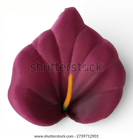 This image shows a closeup of a single purple anthurium flower with a yellow spadix The flower has heartshaped waxy leaves and a long thin flowering stem The background is plain white