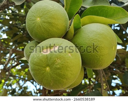 This image shows a cluster of large, green, unripe citrus fruits, possibly pomelos or a similar variety. The fruits are growing in a bunch and hanging from a tree branch. 