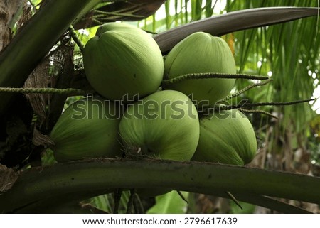 This image shows a cluster of large, round green coconuts growing on a coconut tree in a tropical environment, evoking the refreshing feeling of enjoying cool coconut water on a hot summer day. Their healthy appearance and abundant growth symbolize the richness of the tropics and sustainable agriculture.