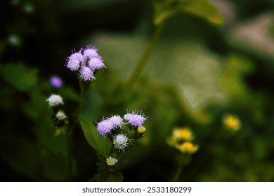 This image shows a cluster of light purple flowers in bloom. These flowers are uniquely shaped, like small furry balls. They grow in clusters on slender stems and are surrounded by green leaves.