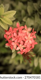 This image shows a cluster of small, bright pink-red flowers grouped closely together. The petals look fresh, smooth, and neatly arranged. The background is blurred in soft green tones