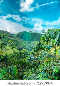 This Image Shows A Coffee Plantation In Jerico Colombia