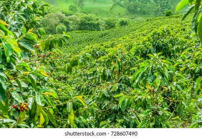Coffee Plantation Images Free Download - Coffee Plantation Stock Photo