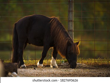 This Image Shows A Cute Brown Miniature Horse Grazing On A Ranch With Beautiful Sunset Lighting. 