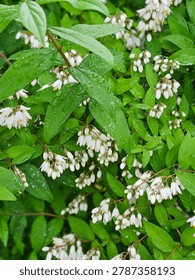 This image shows delicate white blossoms hanging among fresh green leaves covered with raindrops, creating a calm, refreshing, and natural garden atmosphere after the rain.