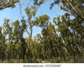 This image shows a dense stand of Eucalyptus trees, commonly known as gum trees. These fast-growing trees are native to Australia and are cultivated worldwide for their aromatic oil, timber, and fuelwood. 
.Genus: Eucalyptus
.Family: Myrtaceae
.Characteristics: Many species shed their bark in flakes or ribbons.
.Uses: Source of timber, fuelwood, and paper production.