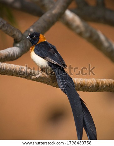 This image shows an elegantly perched wild exclamatory paradise whydah or Uelle paradise whydah (Vidua interjecta) bird.