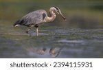 This image shows a great blue heron at an urban park.  It is wading in water, hunting for fish, large insects, and other aquatic life that happens by.  Here, it has caught a small stickleback fish.