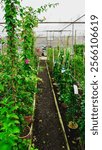 This image shows a greenhouse with a narrow dirt path flanked by potted plants on both sides. The plants are lush and green, with some having flowers. The greenhouse structure is visible in the