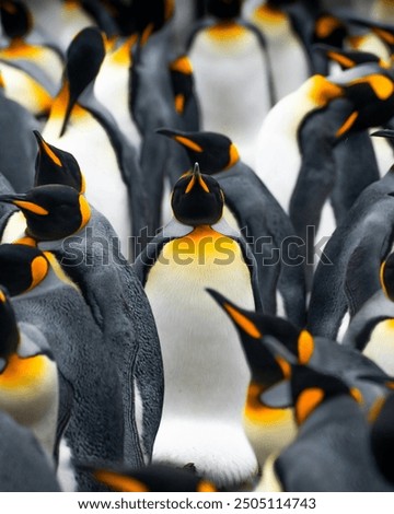 This image shows a group of King Penguins, recognizable by their distinctive orange and yellow markings on their heads and necks. The penguins are closely packed together, creating a striking pattern.