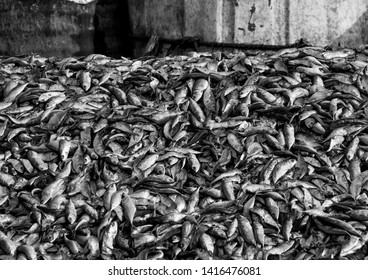 This Image Shows How The Excessive Fishing Creating Waste . These Fishes Later Used As Fish Food To Catch The Fish.
Image Is Taken In Fishing Harbor In Visakhapatnam, India.
