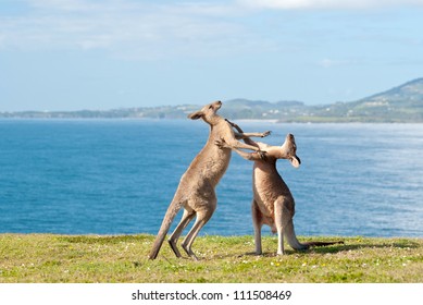 This image shows Kangaroos fighting in Emerald Beach, Australia