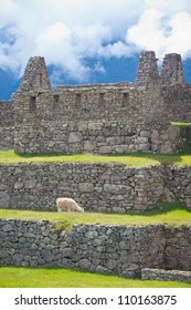 This Image Shows A Lama Within Manchu Picchu Complex In Peru.