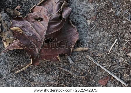 Similar – Image, Stock Photo sawdust on ground, autumn meadow