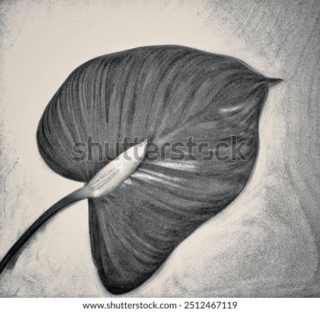 This image shows a large leaf in black and white or grayscale, which appears to be the leaf of an Anthurium.
Characteristics of the image:
The leaf has a heart-shaped shape, which is a characteristic 