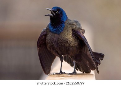 This image shows a male common grackle at an urban park.  It is singing with its wings spread and feathers puffed up.  This behavior is part of its spring courtship display.  - Shutterstock ID 2182550799