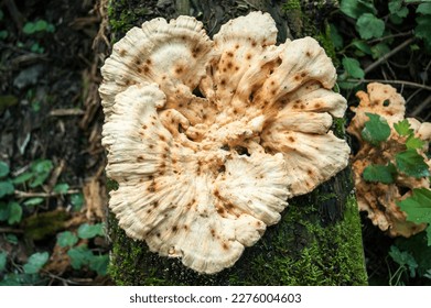 This image shows mushrooms growing on a tree trunk. They shine on the brown bark with their bright clusters of white to yellow hues, and their shapes are stunningly beautiful. Schmetterlingstramete