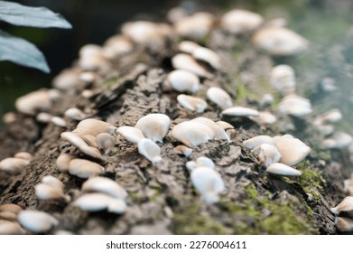 This image shows mushrooms growing on a tree trunk. They shine on the brown bark with their bright clusters of white to yellow hues, and their shapes are stunningly beautiful. Schmetterlingstramete