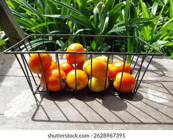 This image shows a rectangular black wire basket filled with ripe tomatoes of various colors, including red, yellow, and orange. The basket is placed on a wooden surface.