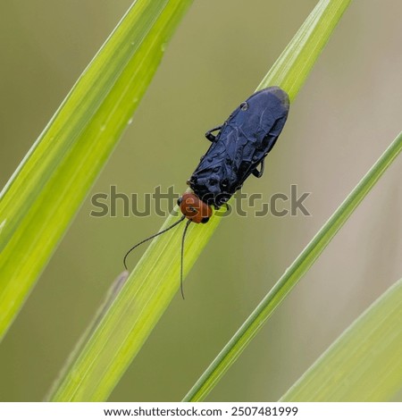This image shows a red-headed pine sawfly, an insect, on a blade of grass.  This European species was introduced to North America, where it can be a pest on pine trees.
