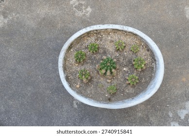 This image shows several small Echinopsis calochlora cactus plants, also known as 