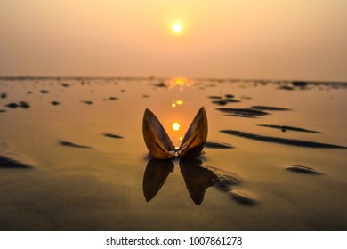 This image shows a shell in the beach at sunset 