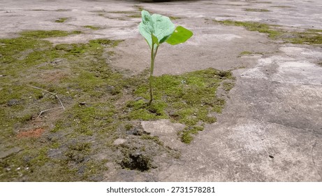 This image shows a small shoot growing from a crack in the hard, moss-covered ground. Its slender stem, its young, tender leaves, stands alone amidst a seemingly barren and inhospitable surface. There is no fertile soil, no tidy garden—just a narrow gap that makes room for life.

But that is precisely its significance.
This shoot symbolizes steadfastness and hope. It doesn't wait for perfect conditions to grow. It doesn't choose a comfortable spot. With whatever moisture and light it has, it remains standing, alive, and continues to search upward.