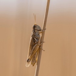 This Image Shows A Spur-throated Grasshopper, A Type Of Short-horned Grasshopper, Perched On A Stem Of Wheat.  The Field Of Wheat Is In Saskatchewan And Is Ready For Harvest.