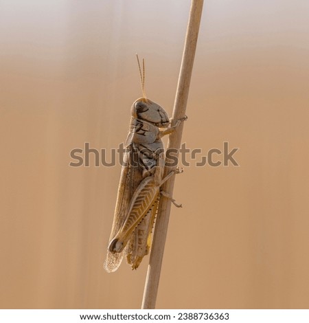 This image shows a spur-throated grasshopper, a type of short-horned grasshopper, perched on a stem of wheat.  The field of wheat is in Saskatchewan and is ready for harvest.