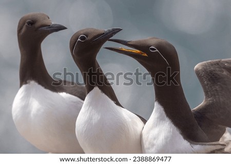 This image shows three common murres, or common guillemots. One is vocalizing and is showing the yellow mouth lining that indicates it is breeding season. Two of the birds are considered bridled. 