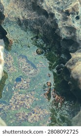 This image shows a tide pool ecosystem formed within the coral rock. There are various benthic organisms, such as small sea snails and possibly algae, attached to the rocks.
