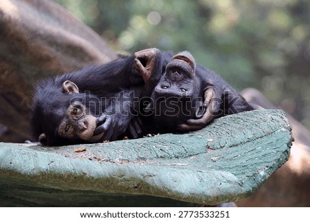 This image shows two chimpanzees or bonobos sharing an affectionate moment while resting on a rock structure.