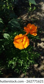 This image shows two vibrant orange cosmos flowers blooming amidst green foliage, with sunlight highlighting their delicate petals against a shaded garden background.

