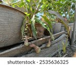 This image shows a variety of unique pots containing interesting carnivorous plant species that thrive in a lush garden.