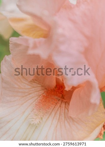 This image shows a close‑up view of a light pink iris flower, captured in soft natural light that brings out the gentle textures of its ruffled petals. The bloom fills the frame, highlighting the intricate folds and subtle shading variations across the petals. Soft pastel pinks blend with hints of peach and cream, giving the flower an airy, almost translucent appearance. At the lower center of the image, the characteristic fuzzy beard of the iris appears in warm coral tones, adding fine botanical detail to the composition.
The shallow depth of field creates a dreamy, blurred background of soft greens and pale floral shapes, ensuring the delicate iris petals remain the focal point. The natural lighting emphasizes the smooth transitions between the petal layers, creating a calm, elegant, and harmonious visual impression.
This close‑up conveys themes of spring freshness, botanical beauty, and refined floral structure. It is ideal for use in floral backgrounds, botanical prints, seasonal design projects, wellness‑inspired visuals, and nature‑focused decorative artwork. The gentle color palette and soft textures provide an uplifting, serene atmosphere suitable for a wide range of artistic and commercial applications.