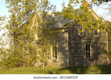 This image shows a weathered two-story wooden house situated in a rural setting and partially surrounded by mature trees and tall grass. The exterior wood siding has aged significantly, displaying faded gray and brown tones that suggest years of exposure to the elements. Several windows appear broken, empty, or without visible panes, contributing to the structure's abandoned appearance.

The house features a steeply pitched roof covered with metal sheeting, along with a brick chimney extending above the roofline. Trees with fresh green leaves grow close to the building, and some branches partially obscure the front and side walls. Vegetation around the structure appears unmanaged, with tall grass covering the foreground and climbing plants visible along portions of the exterior.

Warm, golden sunlight illuminates the scene from one side, casting long shadows across the walls and grass. The light accentuates the textures of the aged wood and highlights the contrast between the weathered building and the vibrant spring or summer foliage.

In the background, a clear sky is visible through the trees, reinforcing the quiet countryside atmosphere. The image conveys a sense of rural history, isolation, and the gradual effects of time and nature on an old homestead.

Suggested Caption:
 