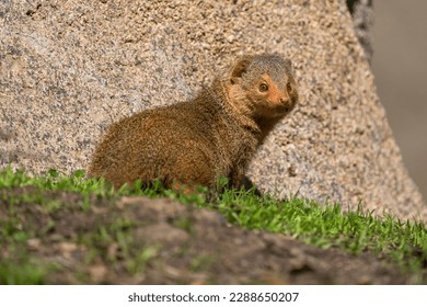 This image shows a wild common dwarf mongoose (Helogale parvula) standing alert and looking to the side.  - Shutterstock ID 2288650207
