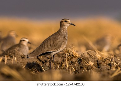 This image of Sociable Lapwing is taken at Gujarat in India. - Shutterstock ID 1274742130