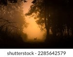 This image of Spotted Deer is taken at Dudhwa National Park in India