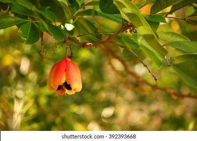 This image was taken of an Ackee pod.