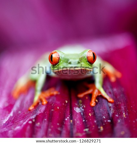 This image was taken in Costa Rica , it is a red eye tree frog on the pictures.