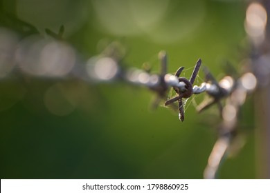 This Image Of Thorny Barbed Wire Fencing On A Green Background Ideal For An Editorial And Commercial Concepts To Depict Partition, Security And Fight And Separation War Etc. 