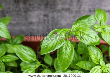 In this image, we can see a red lepidopteran on the leaf of a basil plant.