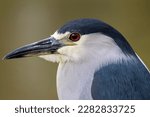 This images depicts a mature black-crowned night heron at a small pond, located at a tourist attraction on the island of Maui, Hawaii. The close-up shows off the details of the handsome bird.