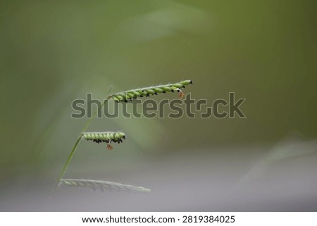 This is the inflorescence of common grass.
