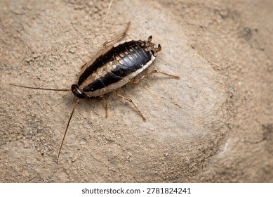 This insect appears to be a cockroach nymph, likely resembling a German cockroach (Blattella germanica) or Asian cockroach (Blattella asahinai)