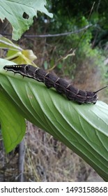 this is a insect of forest. 